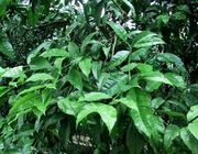 Clymenia polyandra