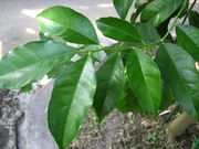 Clymenia polyandra