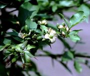 Aegle marmelos, Bael fruit