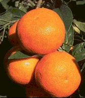 Karvasimelpomeranssi  C.Jacquemond / INRA