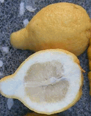 Sukaattisitruuna, Citrus medica
