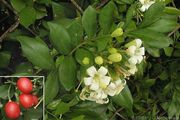 Mock orange, Murray paniculata