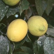 'Allen Eureka' lemon