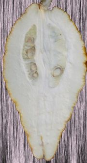 Lefkowitz citron, Citrus medica 'Lefkowitz'