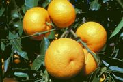Leather head sour orange, Citrus aurantium var. gou tou