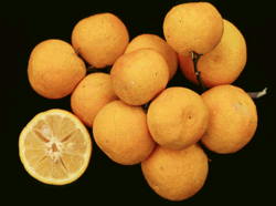 Yuzu, Citrus  junos