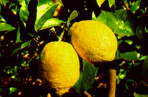 Sitruuna 'Lisbon'  C. Jacquemond / INRA