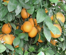 Appelsiinisitruuna 'Lemonange'