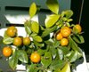 Kalamondiini, Citrus madurensis
