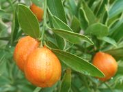 'Centennial Variegated' kumquat