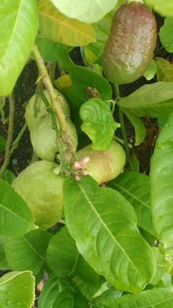 'Kivelevitz' citron