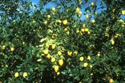 Citrus  limon, sitruunapuu