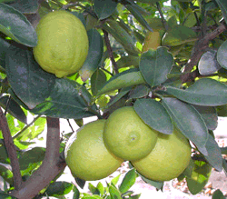 Persian lime, Citrus latifolia
