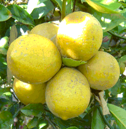Meyer lemon, Citrus limon var. meyerii
