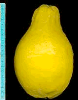 'Lumia' citron