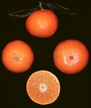 Ellendale tangor, Citrus reticulata 'Ellendale'