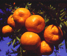 Ponkanmandariini ©C.Jacquemond / INRA Ponkanmandariini ©C.Jacquemond / INRA