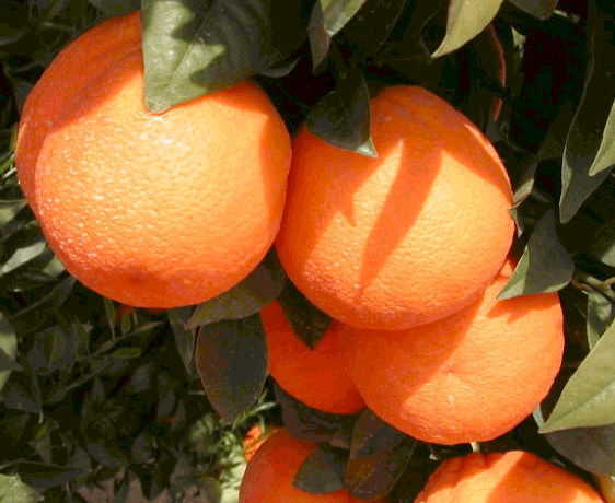 Tarocco blood orange, Citrus sinensis 'Tarocco'