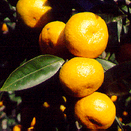 Satsuma 'Kowano' Satsuma 'Kowano'