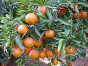 Klementiini 'Corsica'