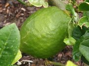 'Diamante' citron