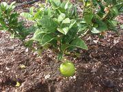 'Diamante' citron
