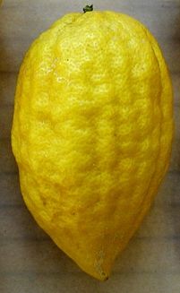 Citrus medica 'Etrog'