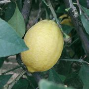 Sitruuna 'Eureka'