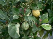 Pink-fleshed lemon (Variegated Eureka)