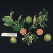 kirjolehtisitruuna, Citrus  limon 'Variegata'