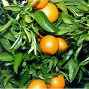 Klementiini 'Fina Sodea'