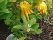The Fingered citron
