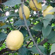 'Fino' lemon