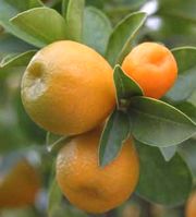 Fukushu kumquat