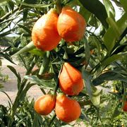 Orangequat 'Nippon'