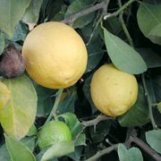 'Frost Lisbon' lemon