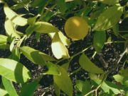 'Galgal' lemon, Citrus pseudolimon