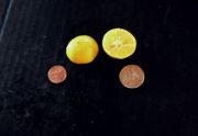 'Galgal' lemon, Citrus pseudolimon