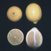 'Genoa' lemon