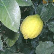 'Genoa' lemon