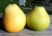 'Honey' pomelo