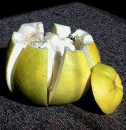 Pomelo