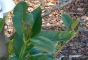 'Interdonato' sitruuna
