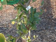 'Interdonato' lemon