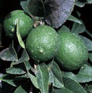 limetti (meksikonlimetti)