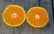 Satsuma 'Kimbrough'