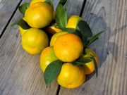 'Kimbrough' satsuma