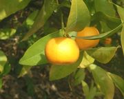 Kishumandariini Citrus kinokuni