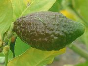 'Kivelevitz' citron