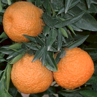 Klementiini Klementiini